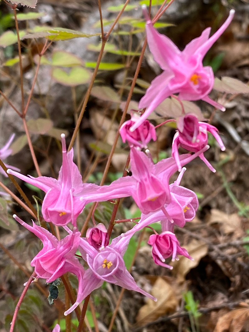 イカリソウ 美ヶ原の観光おすすめスポット
