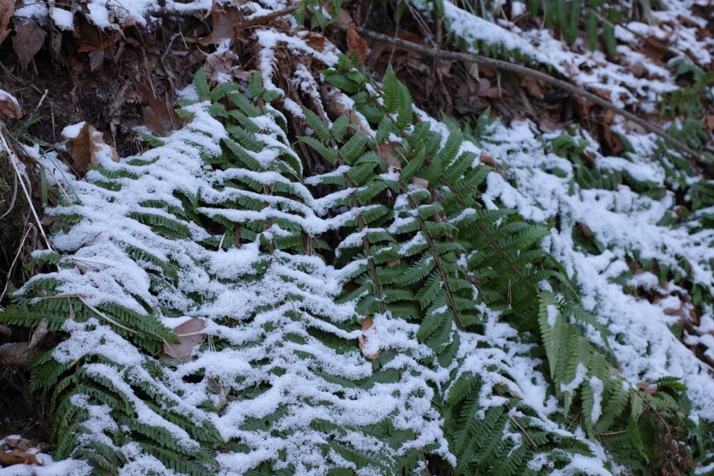 シダと薄雪