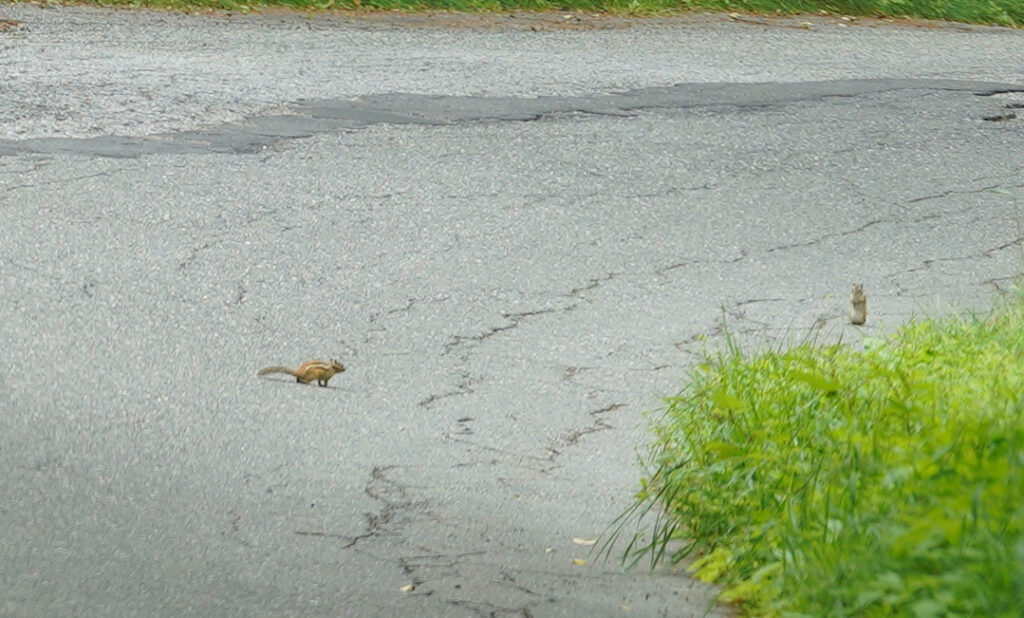 道路脇のリス