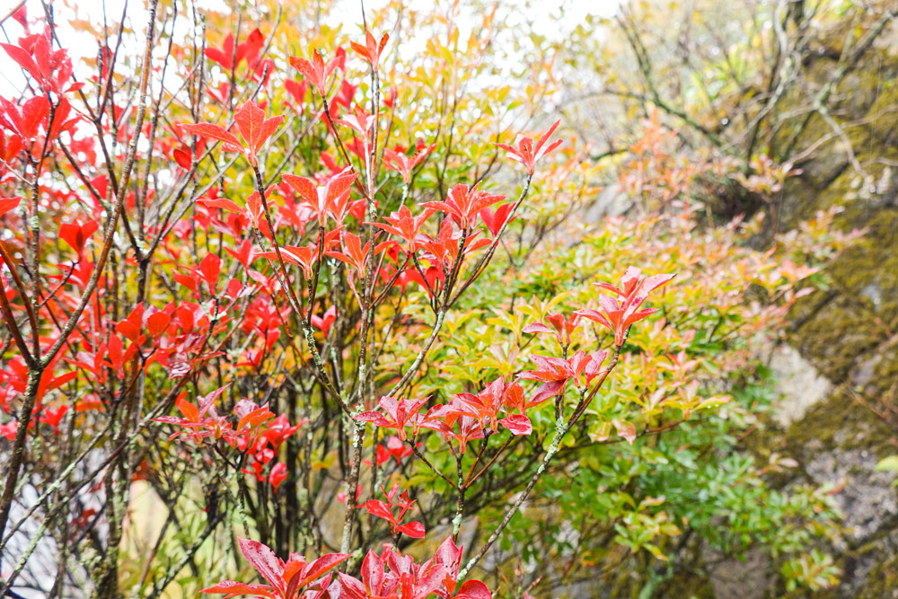 2023 紅葉